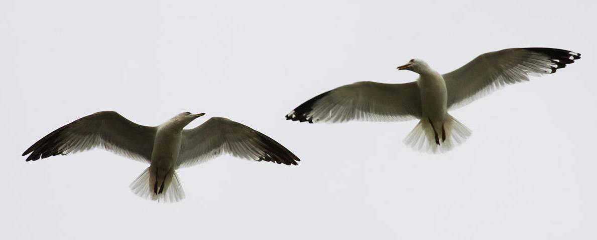 Two gulls flying