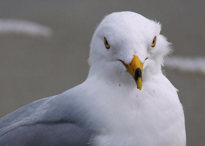 Gull in your face