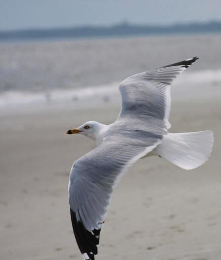 Gull takeoff