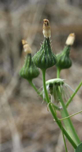 Beach weed