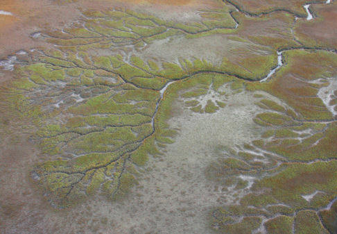 Island marshland
